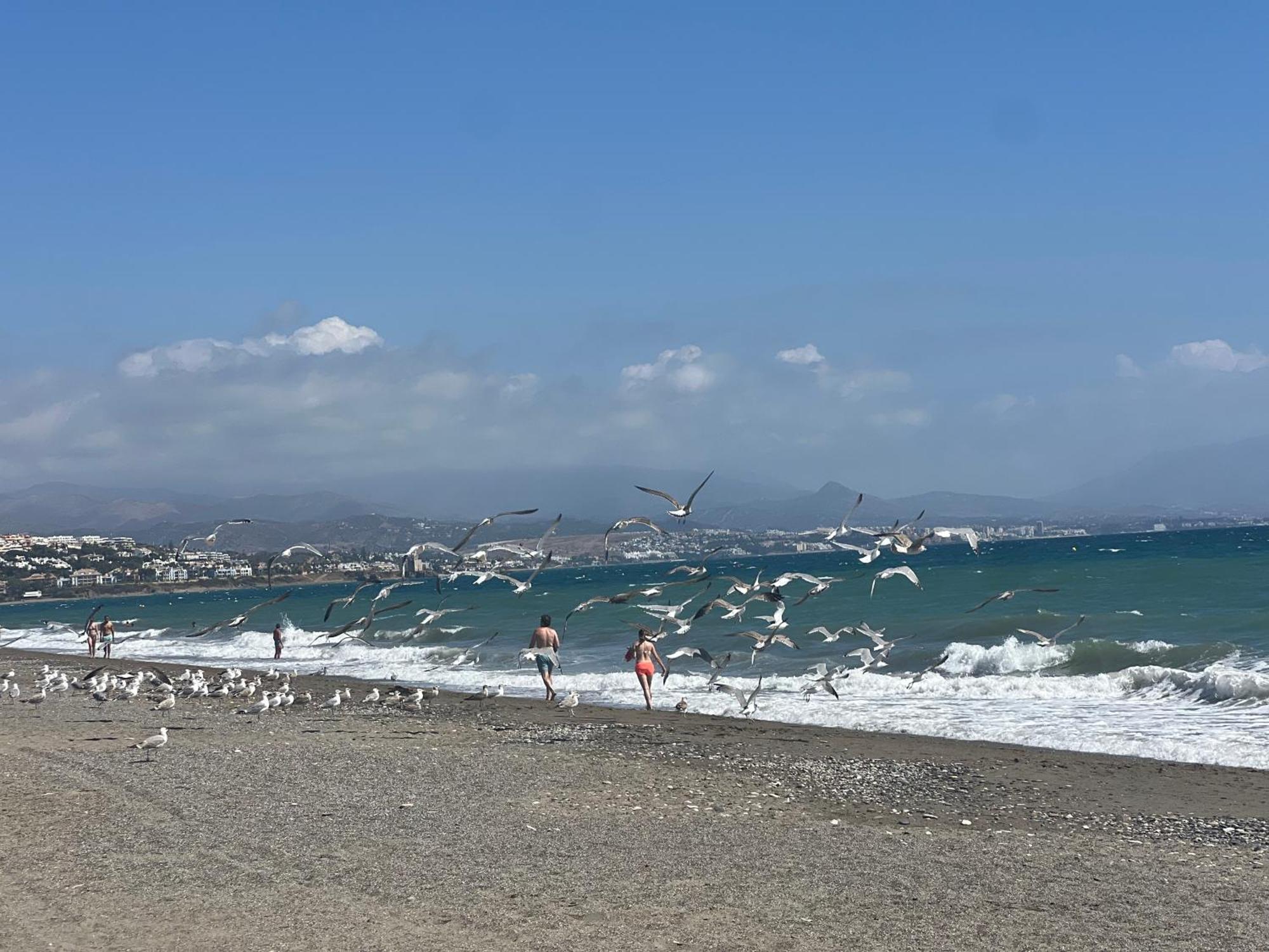 马尼尔瓦Puerto De La Duquesa公寓 外观 照片